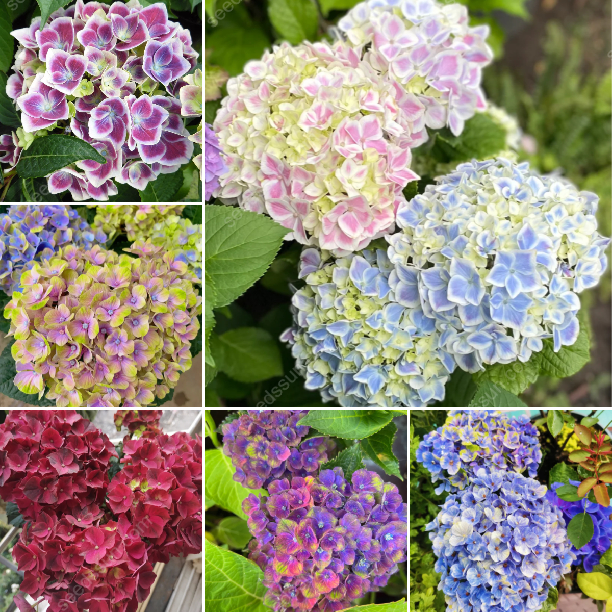 Rare Hydrangea Seeds
