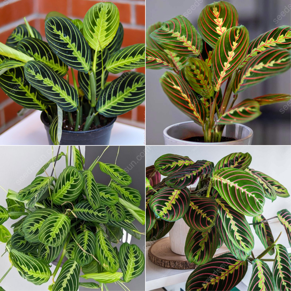 Maranta Seeds