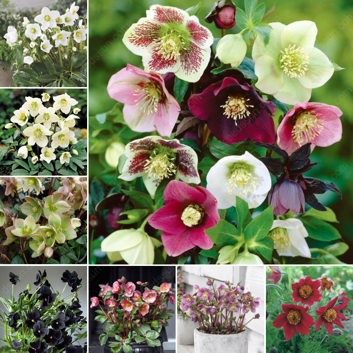 Helleborus Seeds