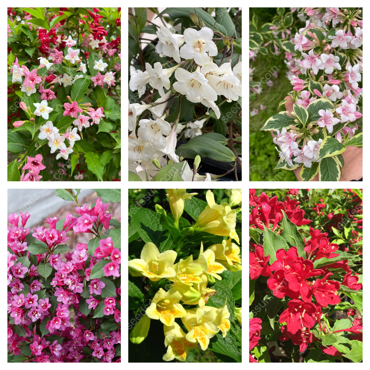 Weigela Florida Seeds