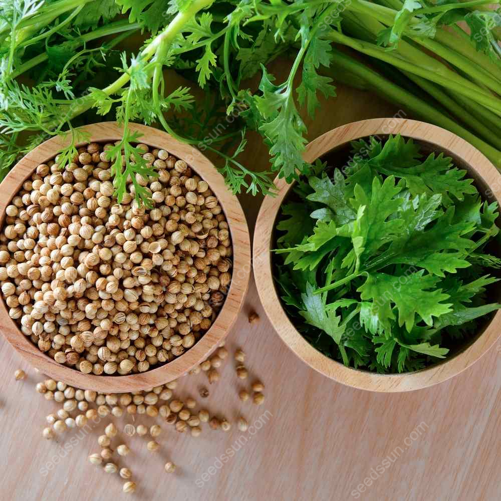 Coriander Seeds