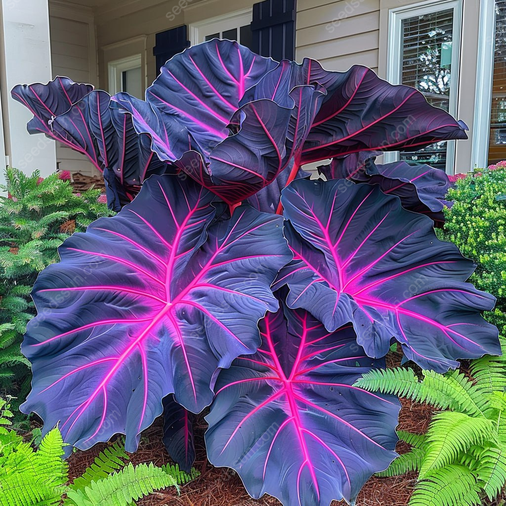 Giant Caladium Seeds