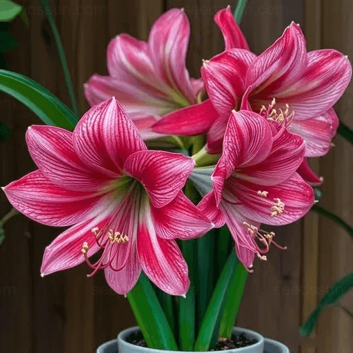 Amaryllis Bulbs – A Beautiful Addition To Your Garden