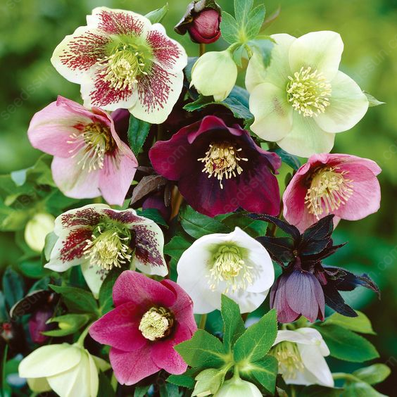 Helleborus Seeds