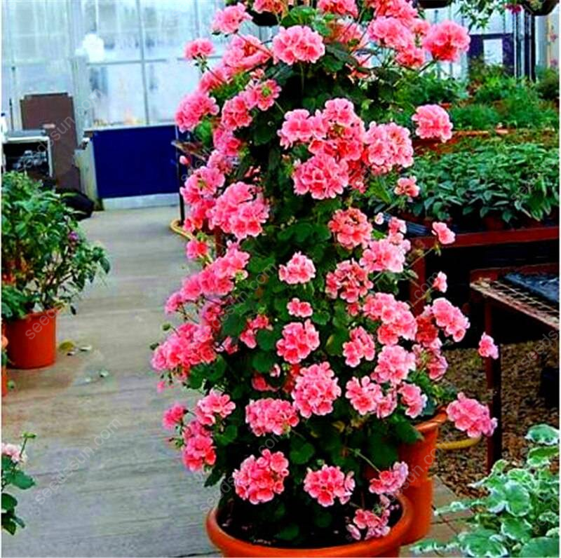 Climbing Geranium Seeds