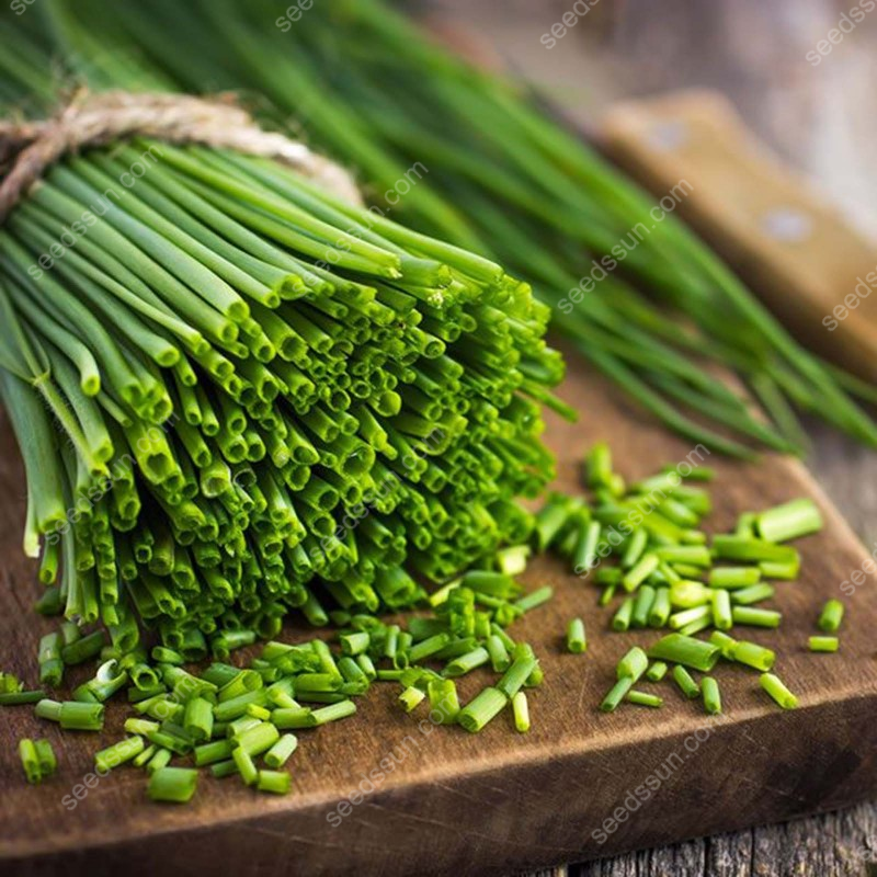 All Seasons Allium Schoenoprasum Seeds