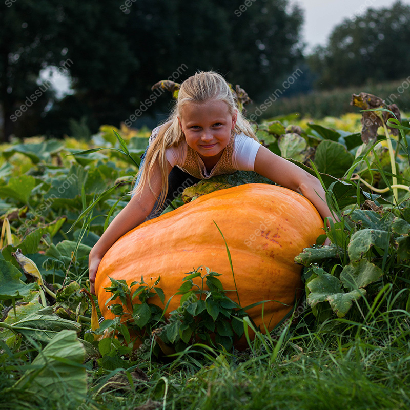 Cucurbita Maxima Seeds🎃