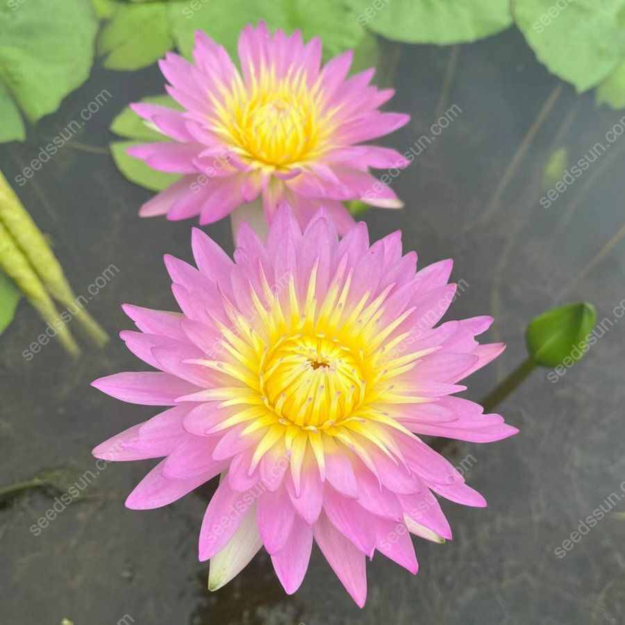 Nymphaea tetragona Seeds🪷【7 days germination】Last Day Sale - 60% OFF