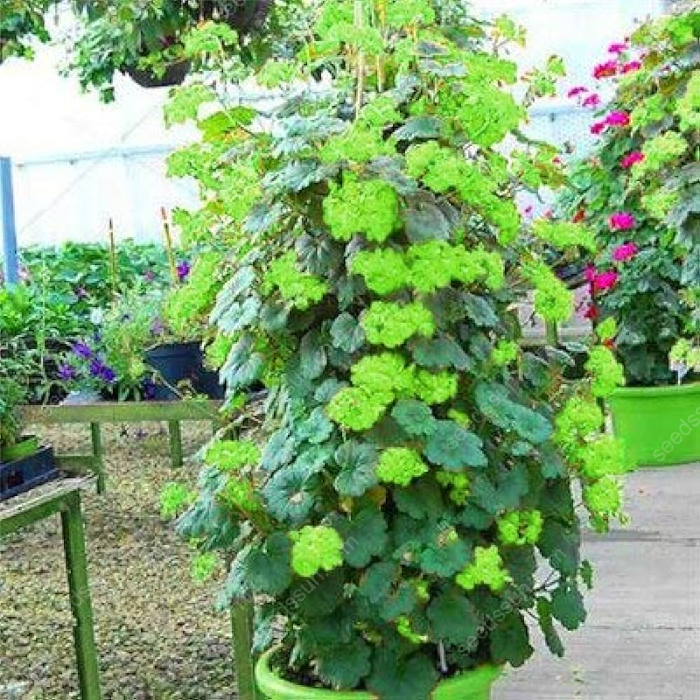 Climbing Geranium Seeds