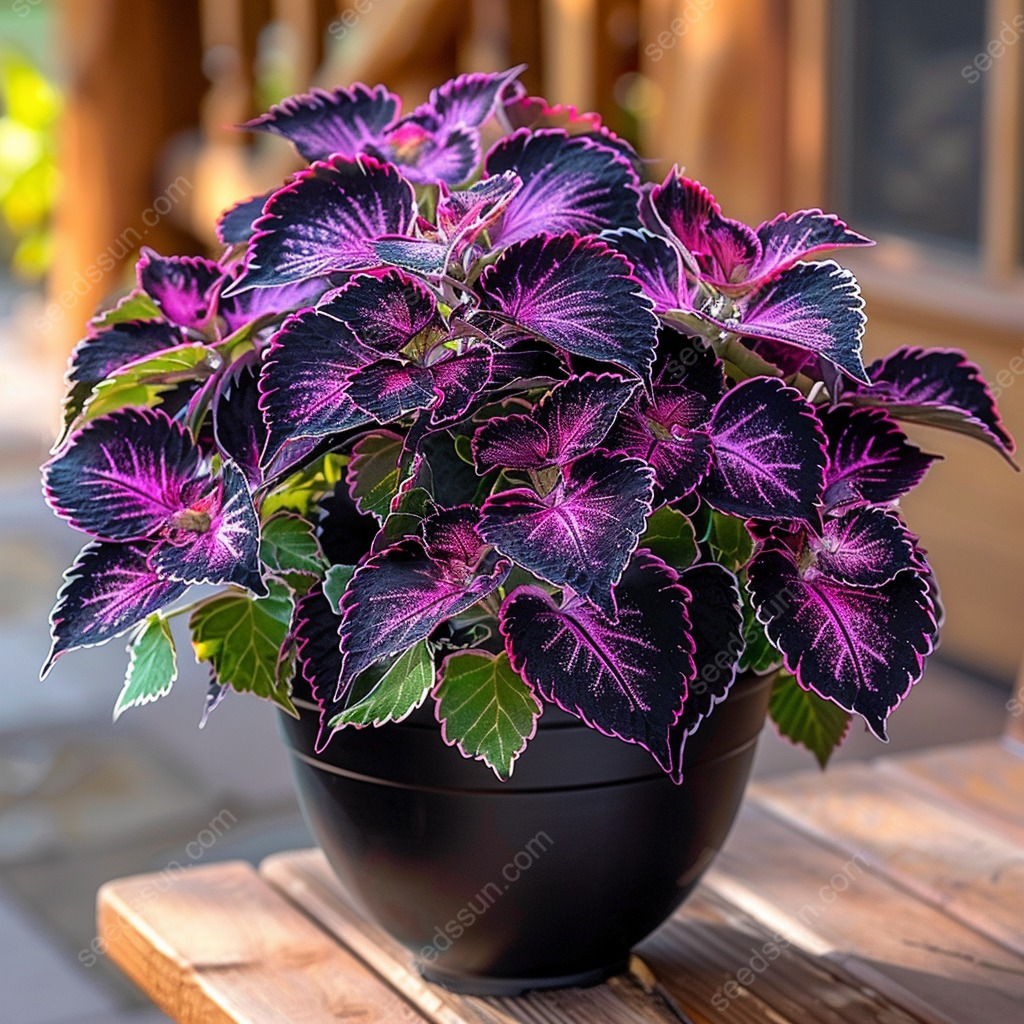 Coleus Seeds