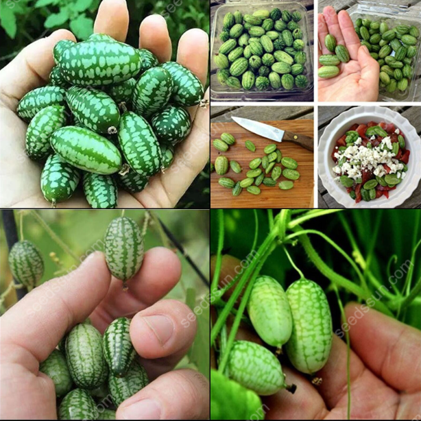 Thumb Watermelon Seeds🍉
