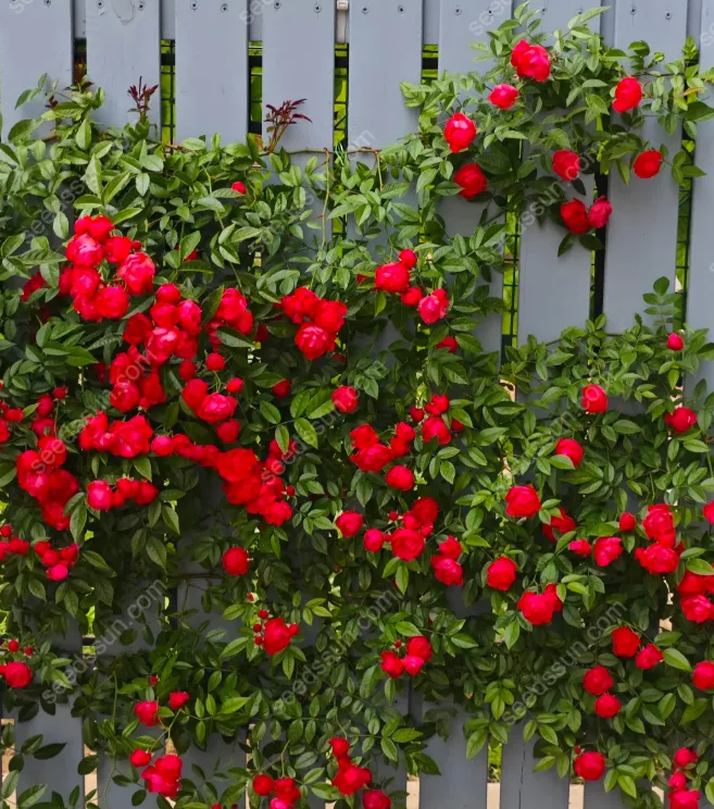 Redwood Creeper Flower Seeds🥰Last Day Sale - 60% OFF
