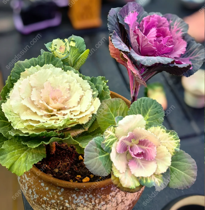 Brassica oleracea var. acephala Seeds