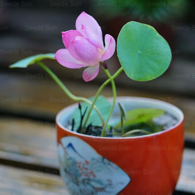 Soilless Hydroponics For Easy Cultivation - Bowl Lotus Seeds