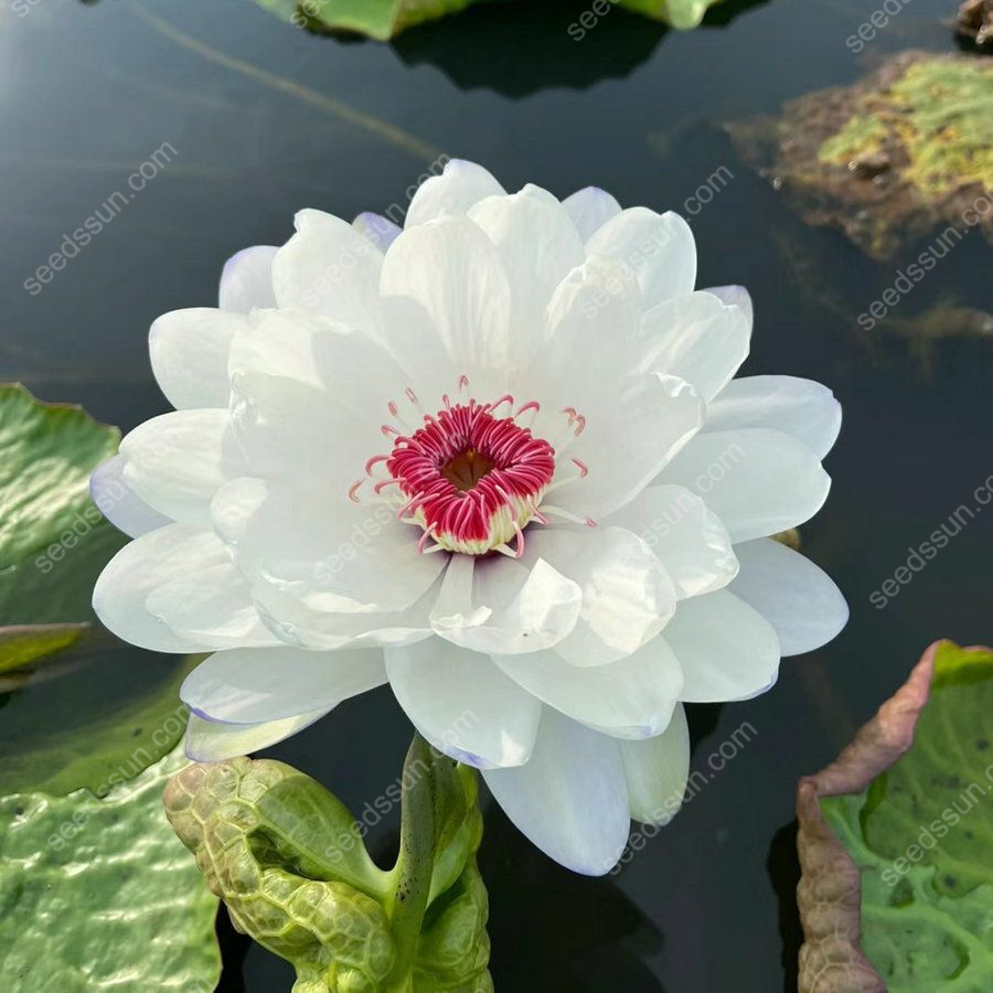 Nymphaea tetragona Seeds🪷【7 days germination】Last Day Sale - 60% OFF