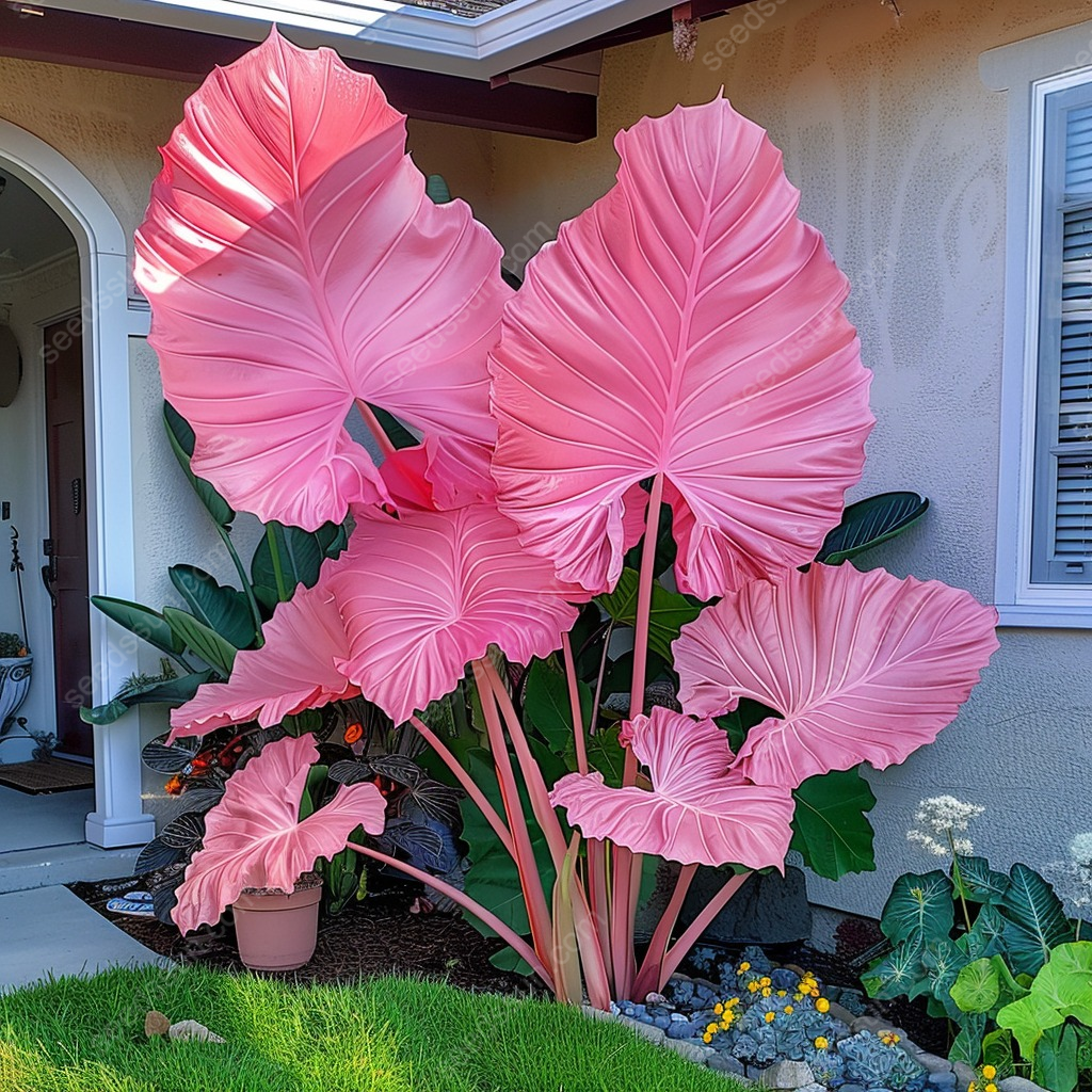 Giant Caladium Bulbs