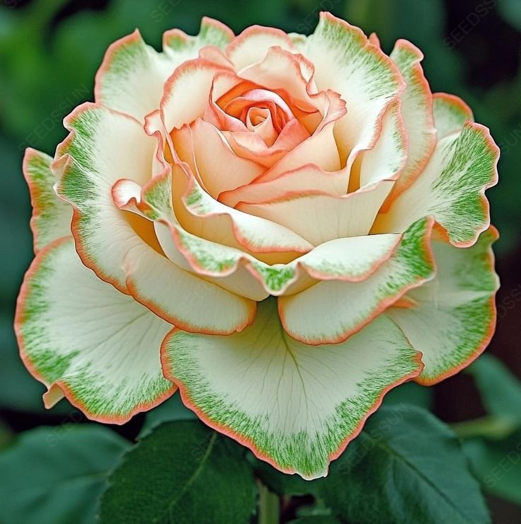 Golden Green Edge Rose Seeds