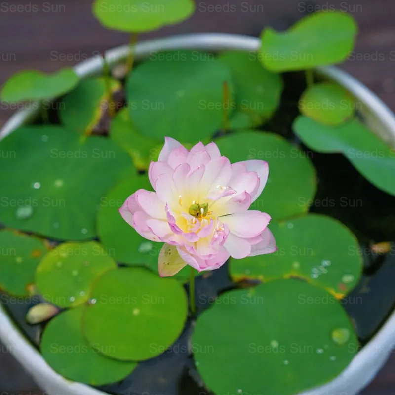Soilless Hydroponics For Easy Cultivation - Bowl Lotus Seeds