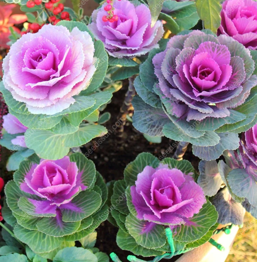 Brassica oleracea var. acephala Seeds