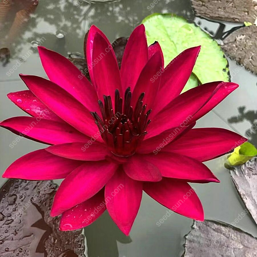 Nymphaea tetragona Seeds🪷【7 days germination】Last Day Sale - 60% OFF