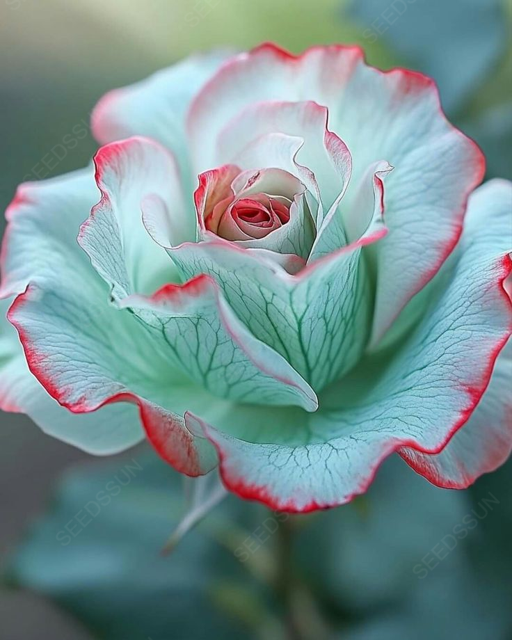 Frosted Mint Rose Seeds