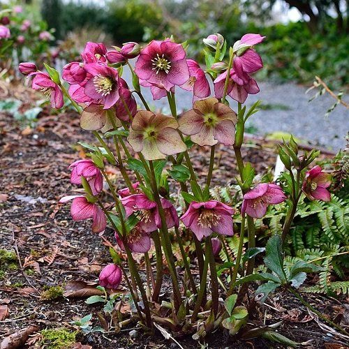 Helleborus Seeds