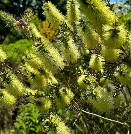 Callistemon Seeds