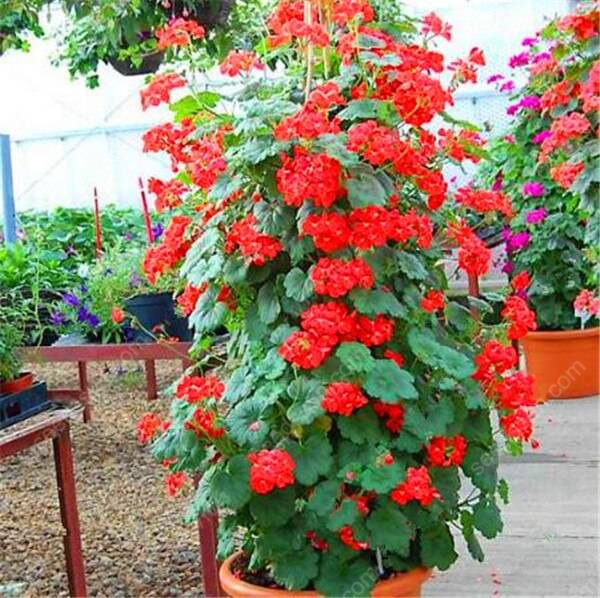 Climbing Geranium Seeds