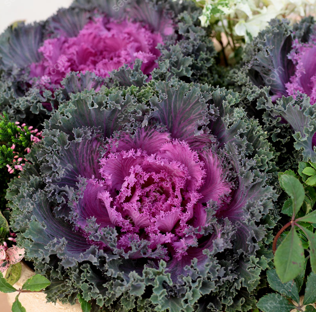 Brassica oleracea var. acephala Seeds