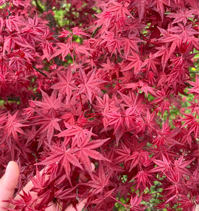 Acer Palmatum Seeds