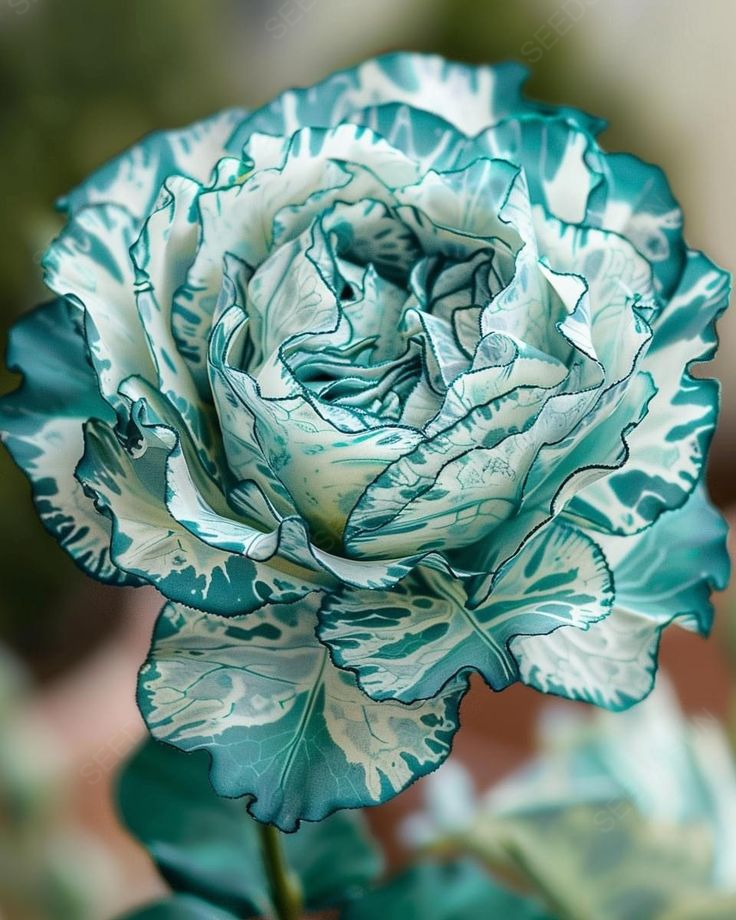 Blue Ice Rose Seeds