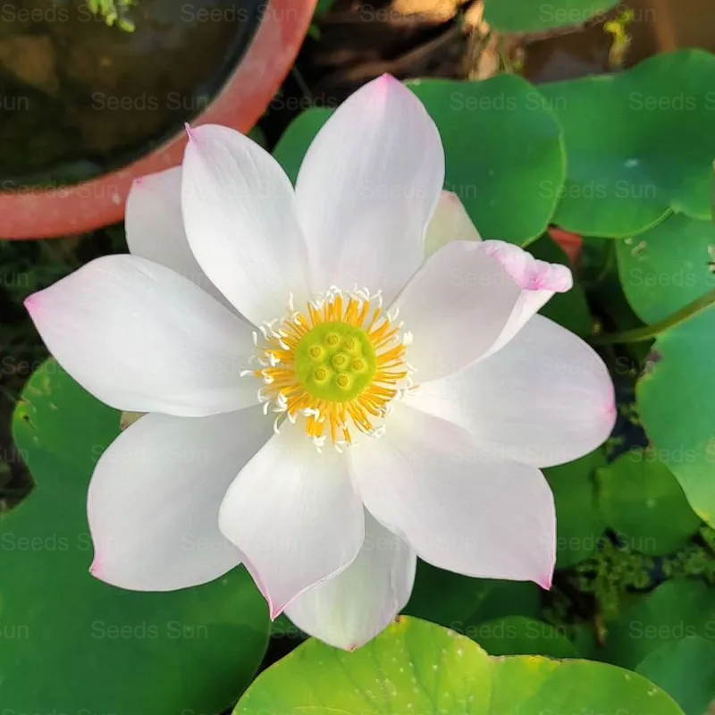Soilless Hydroponics For Easy Cultivation - Bowl Lotus Seeds