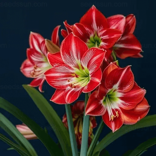 Amaryllis Bulbs – A Beautiful Addition To Your Garden