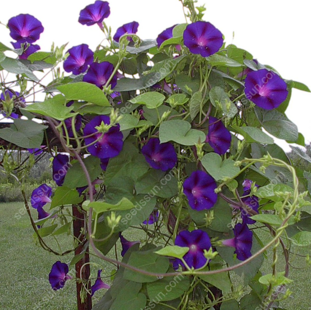 MOONFLOWER SEEDS