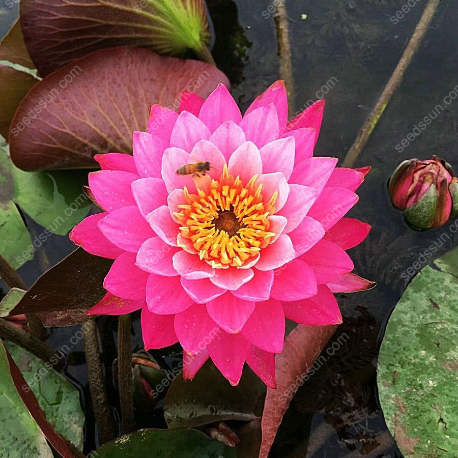 Nymphaea tetragona Seeds🪷【7 days germination】Last Day Sale - 60% OFF