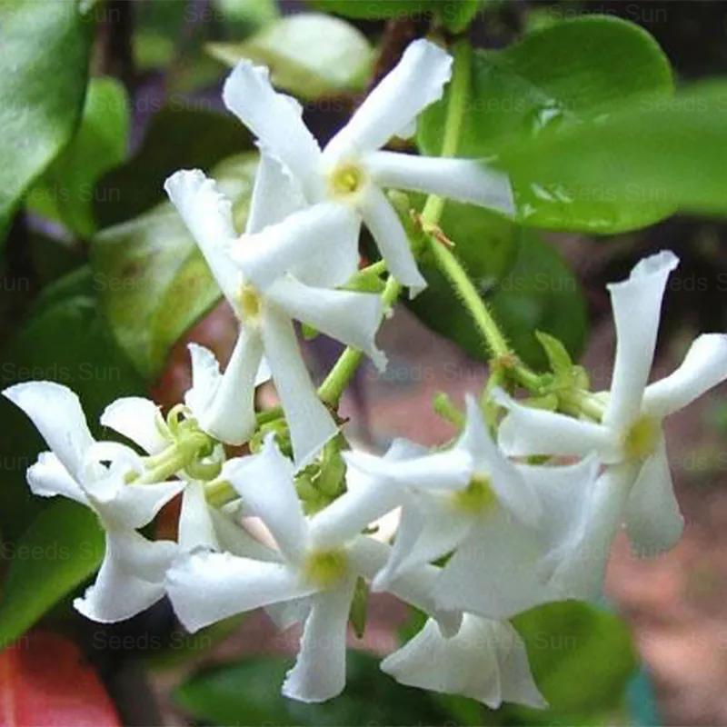 Windmill Jasmine Four Seasons Evergreen Courtyard Garden Climbing Vines 🏡