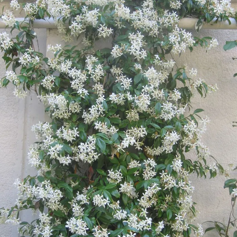 Windmill Jasmine Four Seasons Evergreen Courtyard Garden Climbing Vines 🏡
