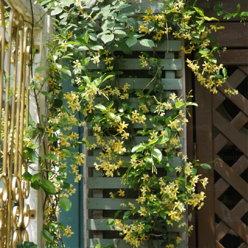 Windmill Jasmine Four Seasons Evergreen Courtyard Garden Climbing Vines 🏡