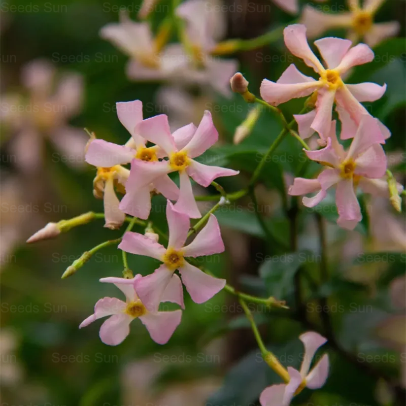 Windmill Jasmine Four Seasons Evergreen Courtyard Garden Climbing Vines 🏡