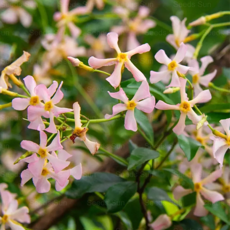 Windmill Jasmine Four Seasons Evergreen Courtyard Garden Climbing Vines 🏡