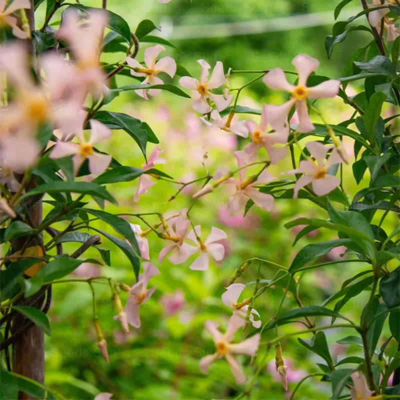 Windmill Jasmine Four Seasons Evergreen Courtyard Garden Climbing Vines 🏡