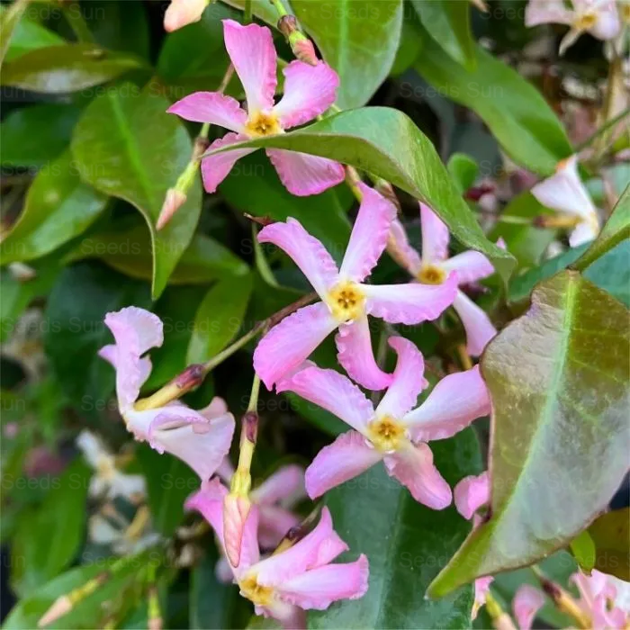 Windmill Jasmine Four Seasons Evergreen Courtyard Garden Climbing Vines 🏡