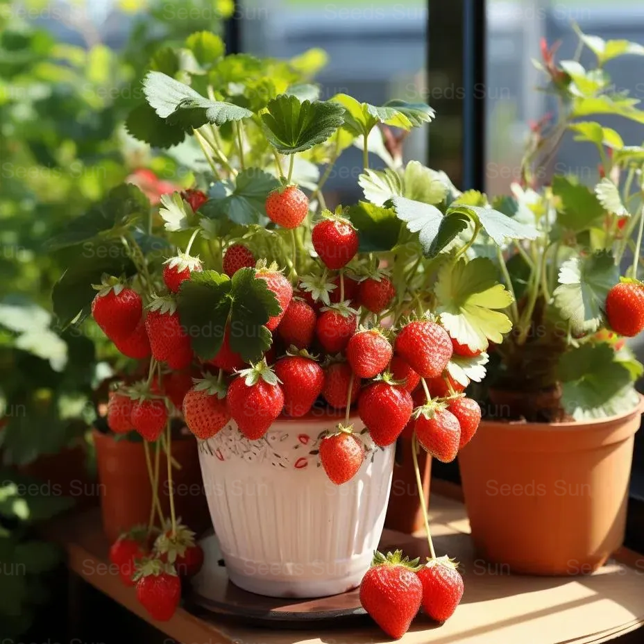 Creamy Strawberry Seeds