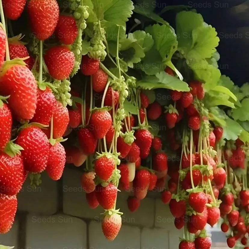 Creamy Strawberry Seeds