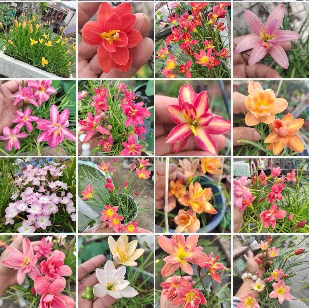 Wind and Rain Orchid Seed Bulbs