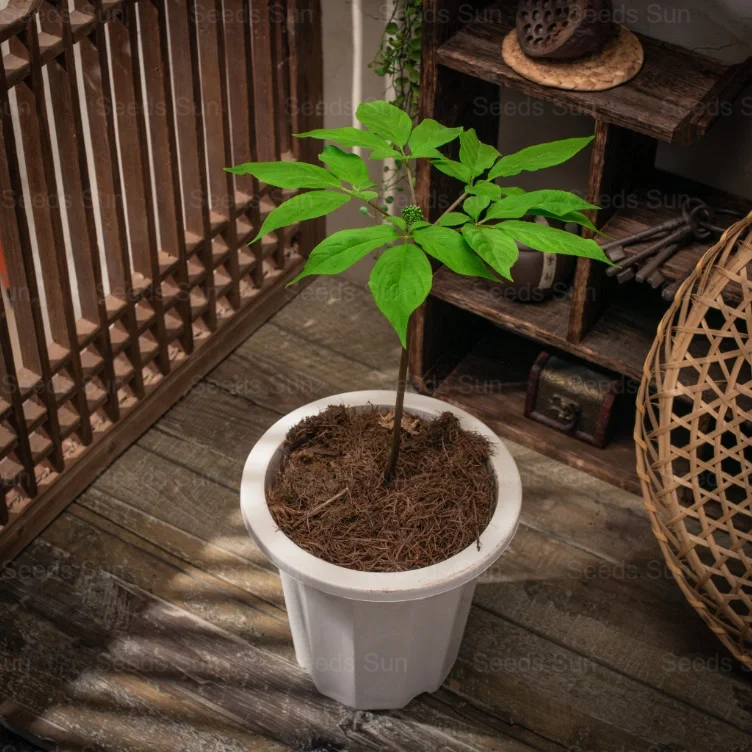 Ginseng Seeds: The Choice Of Quality, Nourishing The Future