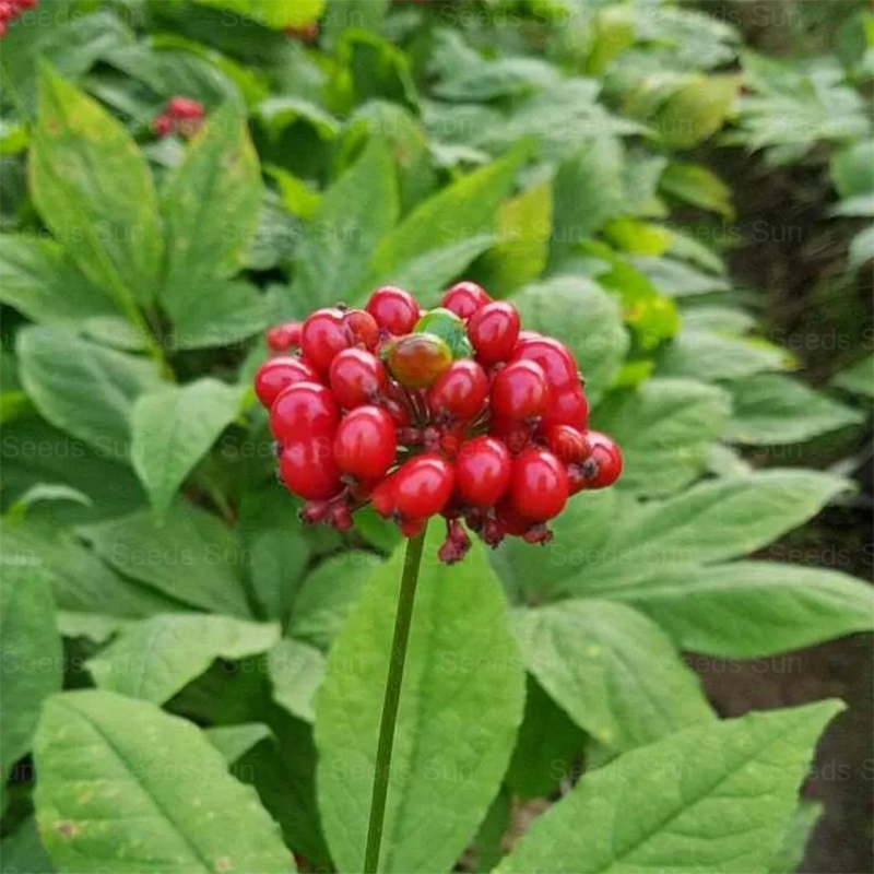 Ginseng Seeds: The Choice Of Quality, Nourishing The Future