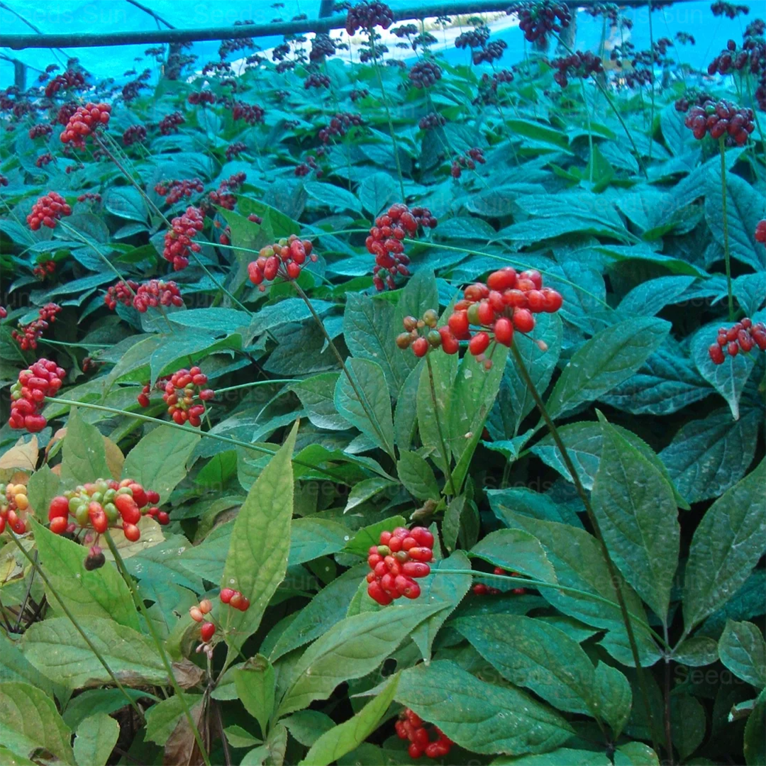 Ginseng Seeds: The Choice Of Quality, Nourishing The Future