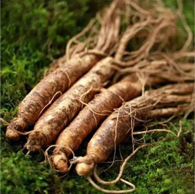 Ginseng Seeds: The Choice Of Quality, Nourishing The Future