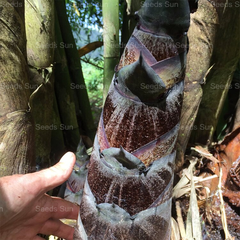 Giant Dragon Bamboo Seeds